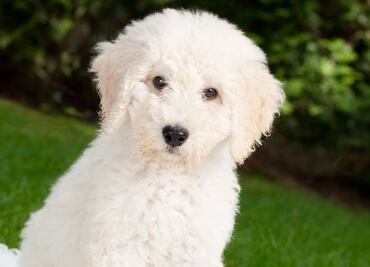 Las razas de perros que provocan menos alergias