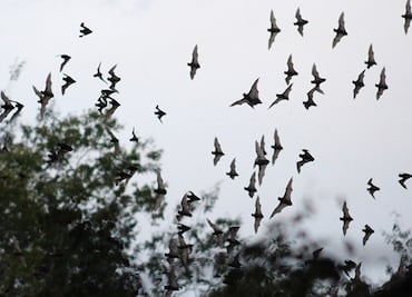 Murciélagos, los responsables del mayor riesgo de rabia en EU