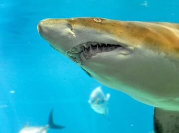 Muere hombre de 65 años por ataque de tiburón en Maui