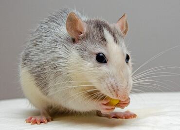 Implantan "minicerebros" derivados de células humanas a ratas recién nacidas