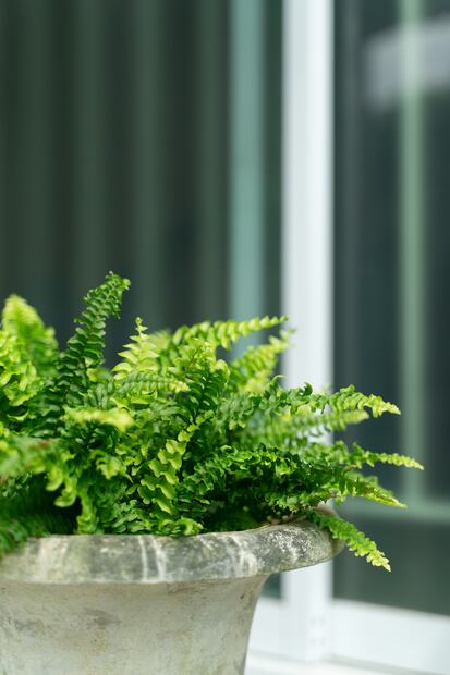 Estas 7 plantas ayudarán a mantener fresca tu casa durante estas olas de calor. Foto: iSTOCK-Rneaw