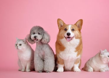 Las mascotas mejoran la salud cognitiva y reducen el riesgo de discapacidad