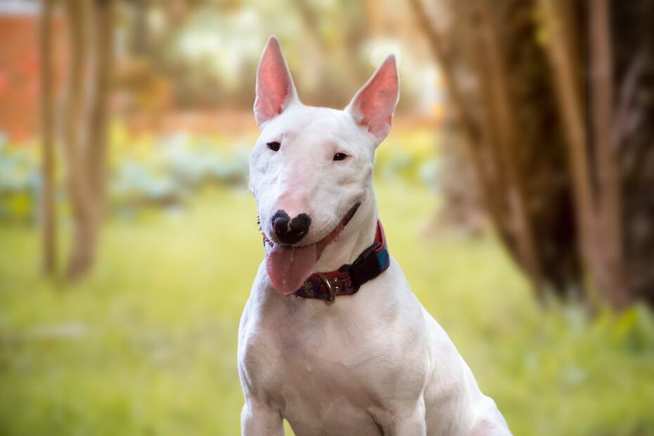 Las 26 razas de perros más amigables; se encariñan con todos los que conocen. Foto: iSTOCK-VictorRicoFoto