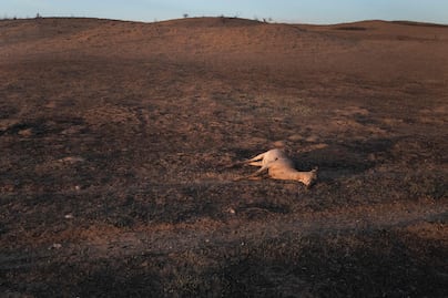 Más de 3,600 cabezas de ganado han muerto por devastadores incendios en Texas