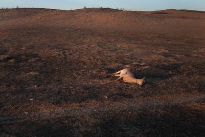 Más de 3,600 cabezas de ganado han muerto por devastadores incendios en Texas