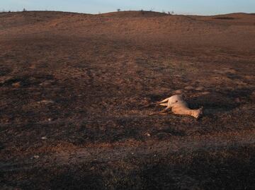 Más de 3,600 cabezas de ganado han muerto por devastadores incendios en Texas