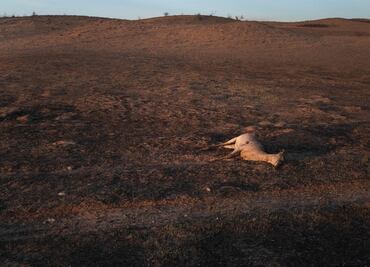 Más de 3,600 cabezas de ganado han muerto por devastadores incendios en Texas