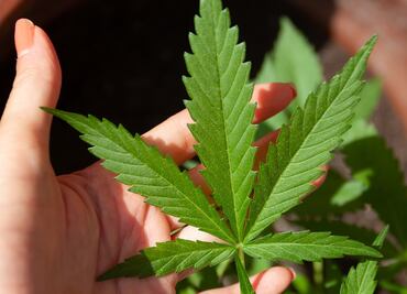 ¿Por qué el día de la marihuana es el 4/20? ¿Qué significa?