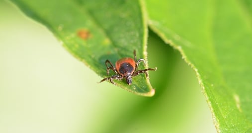 Maine alerta por infección de virus transmitido por garrapatas