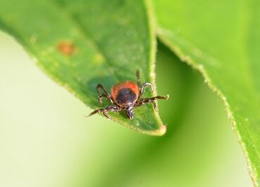 Maine alerta por infección de virus transmitido por garrapatas