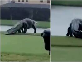 Al estilo 'Jurassic Park', captan a cocodrilo 'gigante' en campo de golf en Florida