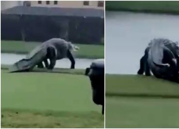 Al estilo 'Jurassic Park', captan a cocodrilo 'gigante' en campo de golf en Florida