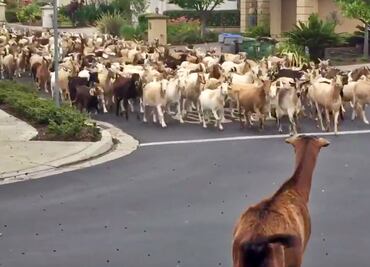 Video. Cientos de cabras invaden calles de California durante cuarentena