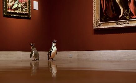 Video. Pingüinos del Zoológico de Kansas City pasean por museo de arte