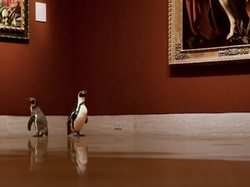 Video. Pingüinos del Zoológico de Kansas City pasean por museo de arte
