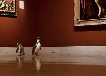 Video. Pingüinos del Zoológico de Kansas City pasean por museo de arte