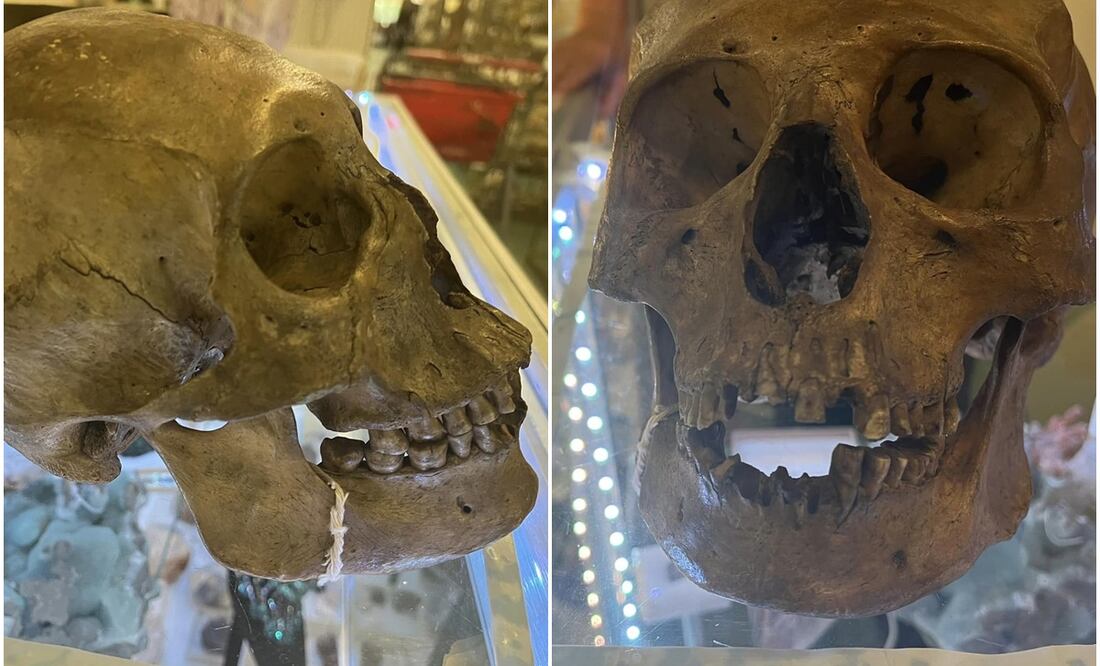 Antropólogo descubre cráneo humano en tienda de Florida. Foto: Lee County Sheriff’s Office