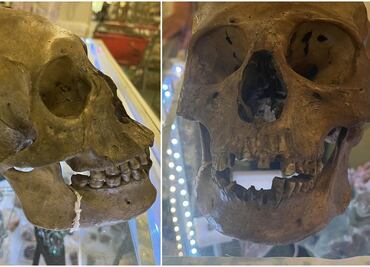 Antropólogo descubre cráneo humano en tienda de Florida