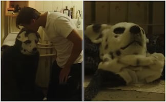 Good Boy: ¿Cuándo se estrena y clasificación en México de la película de terror noruega de un hombre y su 'perro'?