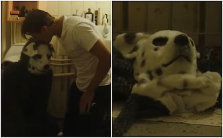 Good Boy: ¿Cuándo se estrena y clasificación en México de la película de terror noruega de un hombre y su 'perro'?