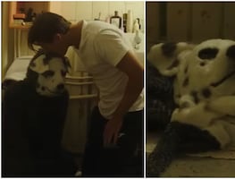 Good Boy: ¿Cuándo se estrena y clasificación en México de la película de terror noruega  de un hombre y su 'perro'?