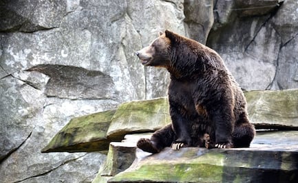 Hombre de Colorado sobrevive a brutal ataque de oso 