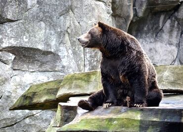 Hombre de Colorado sobrevive a brutal ataque de oso