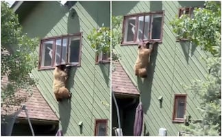¿Spider-Bear? Oso irrumpe en casa de Colorado con intrépida maniobra