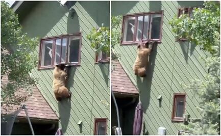 ¿Spider-Bear? Oso irrumpe en casa de Colorado con intrépida maniobra