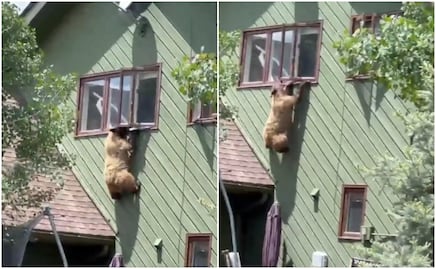 ¿Spider-Bear? Oso irrumpe en casa de Colorado con intrépida maniobra