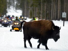 ¿Qué hacer en Yellowstone durante el invierno?