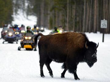 ¿Qué hacer en Yellowstone durante el invierno?