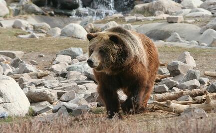 Oso ataca a excursionista en el Parque Nacional de Yellowstone