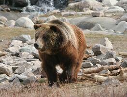 Oso ataca a excursionista en el Parque Nacional de Yellowstone