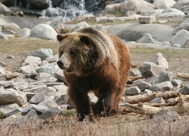 Oso ataca a excursionista en el Parque Nacional de Yellowstone