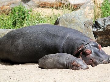 Zoológico de San Diego le da nombre a su hipopótamo más joven