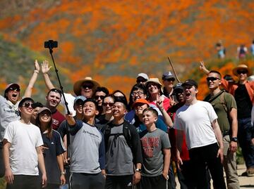 Por una 'selfie', turistas provocan caos en campos silvestres de California