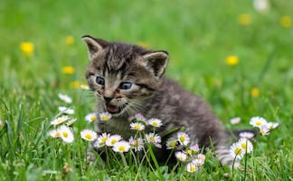 Residente de Florida mata a su vecino tras pelea por gato que entró a su casa