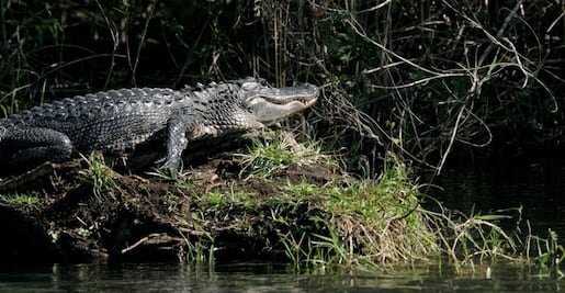 Descubre pantanos y cocodrilos de Nueva Orleans con un paseo en bote 