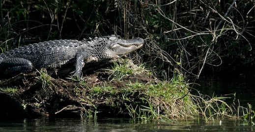 Descubre pantanos y cocodrilos de Nueva Orleans con un paseo en bote