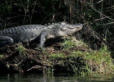 Descubre pantanos y cocodrilos de Nueva Orleans con un paseo en bote