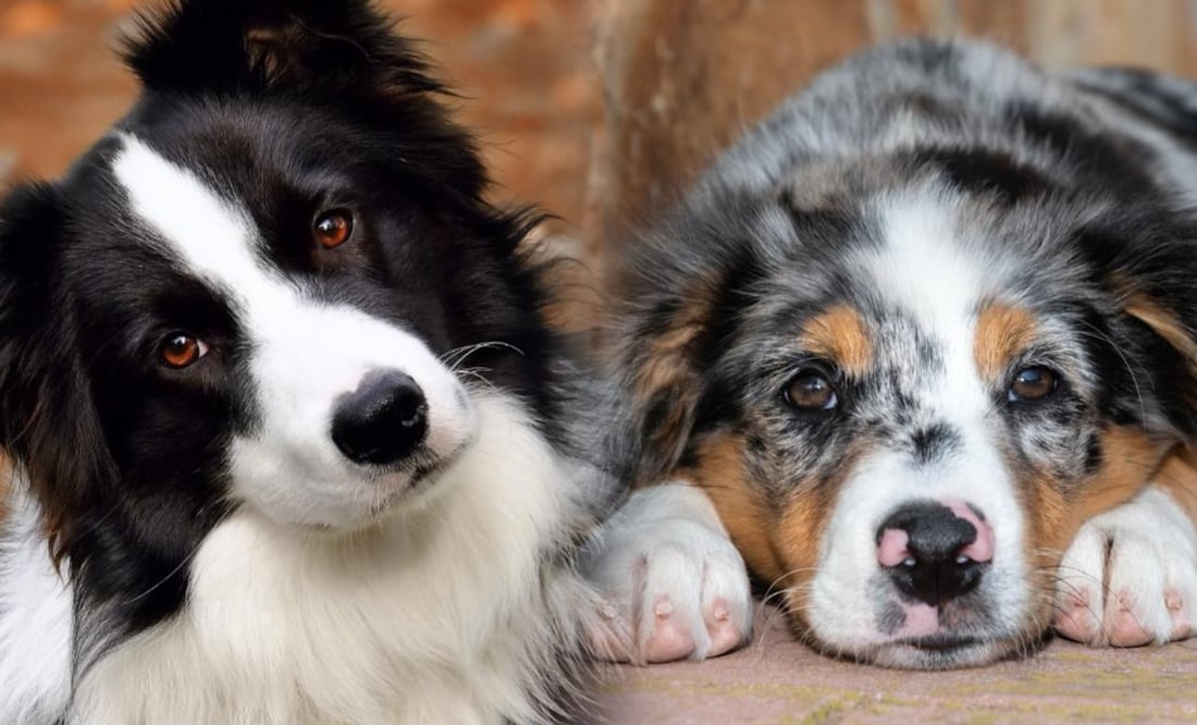 7 razas de perros más propensas a tener ansiedad, según los expertos. Foto: iSTOCK-Radim Ryba-Jossfoto