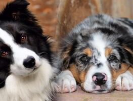 7 razas de perros más propensas a tener ansiedad, según los expertos