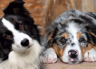 7 razas de perros más propensas a tener ansiedad, según los expertos