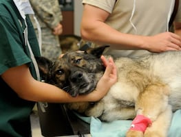¿Cuánto gana un veterinario en Estados Unidos por hora 2023?