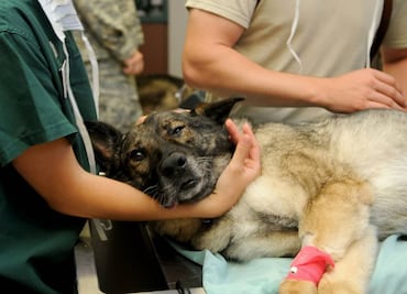 ¿Cuánto gana un veterinario en Estados Unidos por hora 2023?