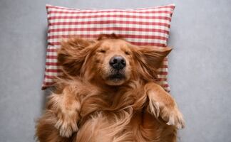 ¿Tu perro sueña contigo? Investigadores del MIT detallan el sueño canino