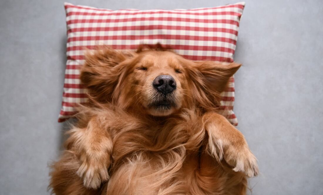 ¿Tu perro sueña contigo? Investigadores del MIT detallan el sueño canino. Foto: iSTOCK-chendongshan