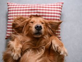 ¿Tu perro sueña contigo? Investigadores del MIT detallan el sueño canino