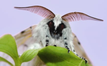 Polillas gitanas asiáticas, la nueva amenaza que invade Washington